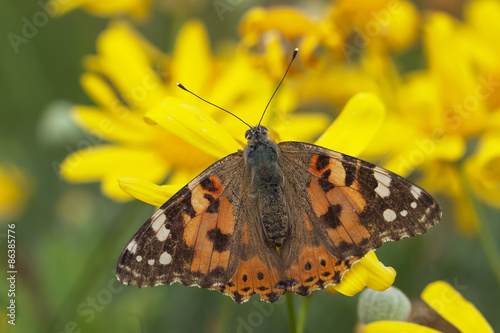 Plakat ładny motyl zwierzę