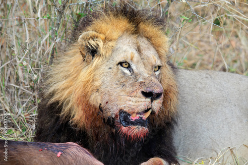 Fotoroleta republika południowej afryki safari kot portret