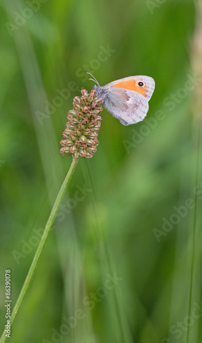 Fotoroleta kwiat zwierzę natura motyl