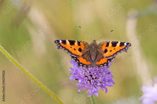 Naklejka motyl kwiat zwierzę natura latać