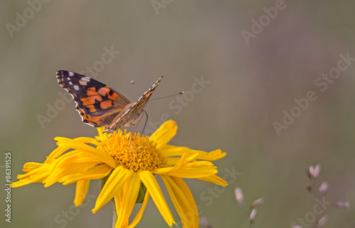 Fotoroleta zwierzę motyl natura