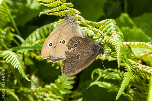 Fototapeta para motyl natura lato