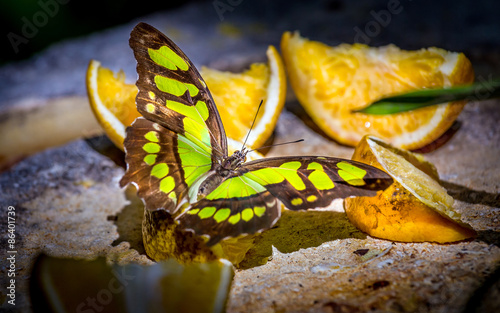 Naklejka egzotyczny ogród wzór motyl