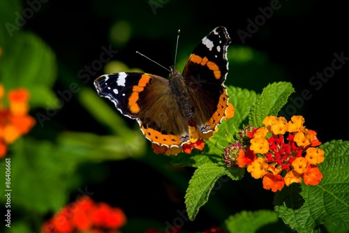 Plakat motyl pomarańczowy liść admirał