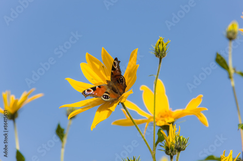 Plakat pyłek motyl kwiat dziki