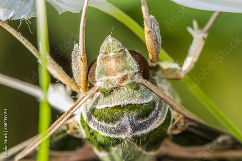 Plakat motyl zwierzę fauna dziki