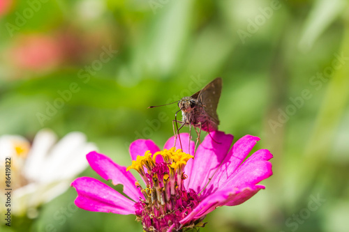 Plakat kwiat indyjski północ motyl japonia