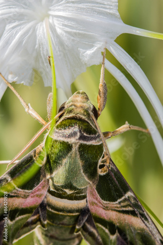 Naklejka dziki kwiat armia natura