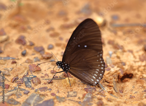 Fotoroleta natura zwierzę piękny