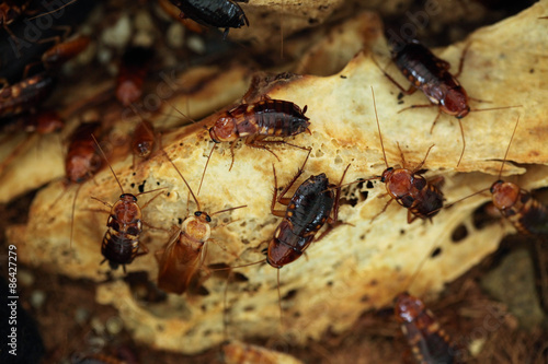 Naklejka dziki dzikie zwierzę fauna azjatycki