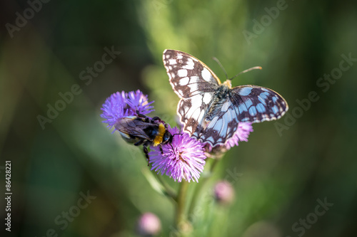 Fotoroleta natura trawa las fauna motyl