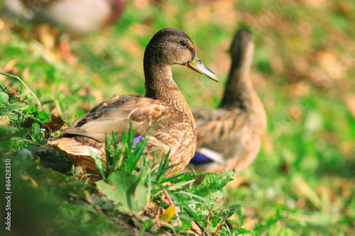 Obraz na płótnie park trawa natura lato