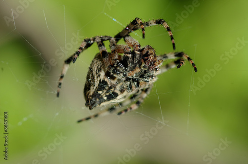 Plakat ogród pająk zwierzę natura