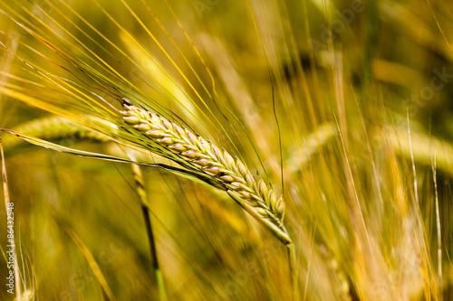 Naklejka natura lato jedzenie