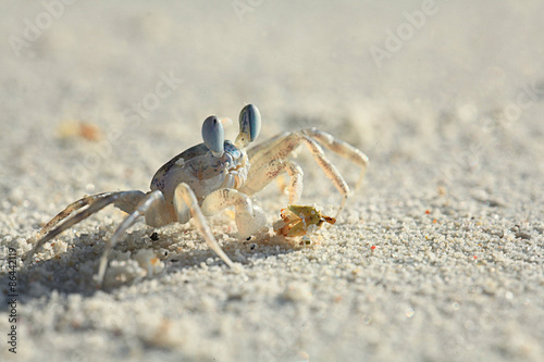 Fotoroleta dziki krab afryka południe