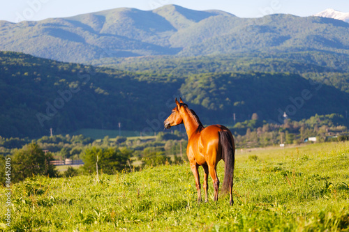 Naklejka zatoka koń lato arabian grzywa