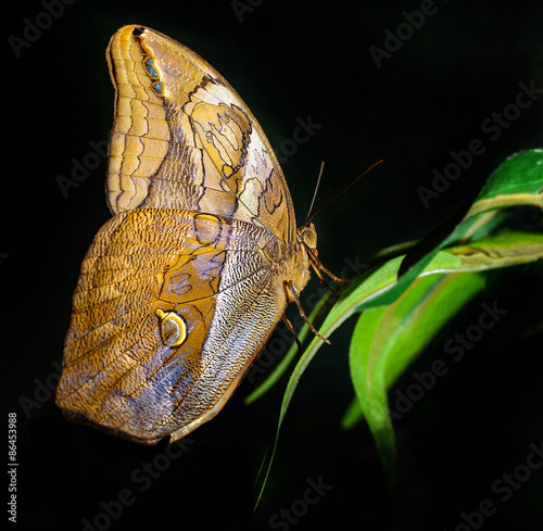 Fotoroleta azja natura motyl