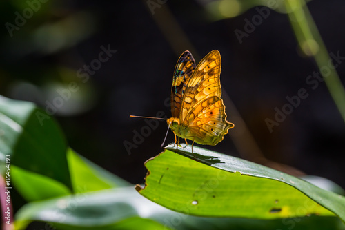 Fototapeta natura motyl dziki fauna