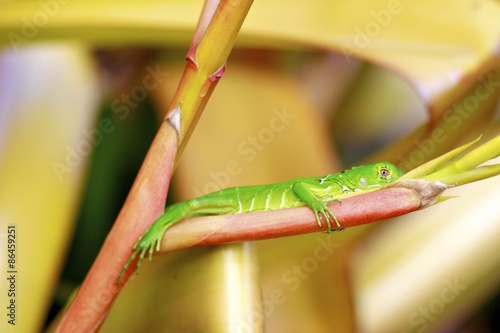 Plakat zwierzę ogród natura gad fauna