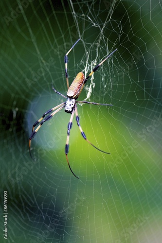 Plakat ogród pająk tropikalny natura zwierzę