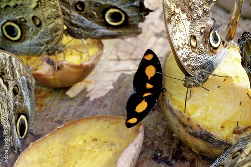 Naklejka zwierzę sowa motyl tropikalny ogród