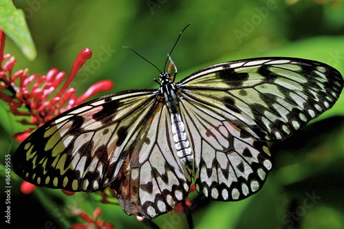 Plakat ogród zwierzę tropikalny fauna natura