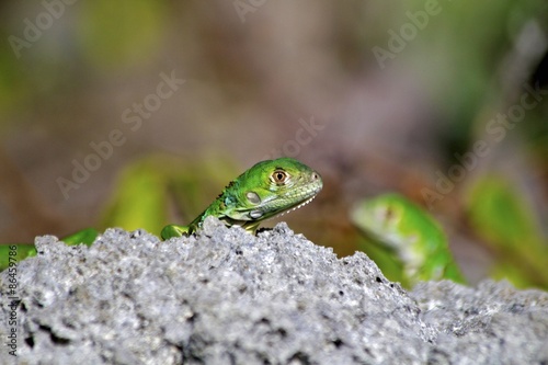 Plakat natura zwierzę ogród tropikalny