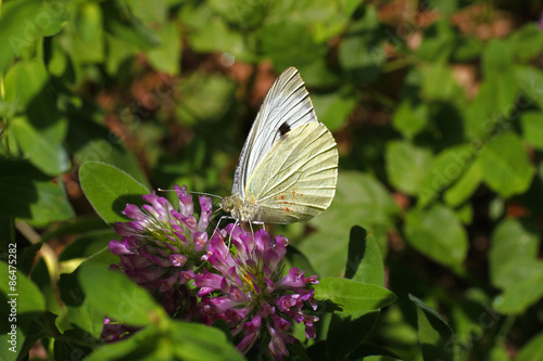 Plakat kwiat natura motyl las