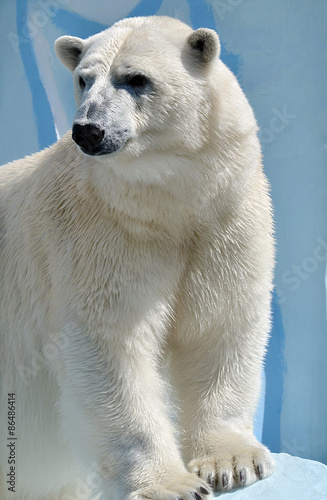 Fototapeta fauna zwierzę północ