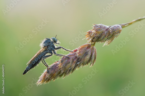 Fototapeta piękny ogród oko natura fauna