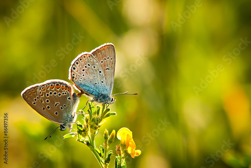 Fotoroleta park motyl spokojny kwiat