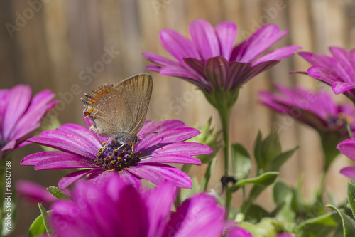 Fotoroleta kwiat motyl sprężyna  
