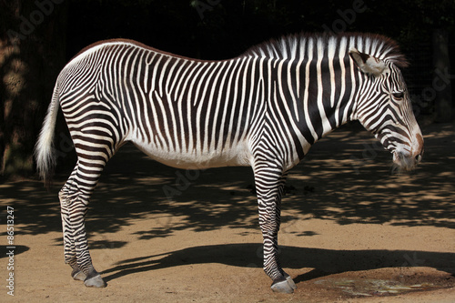 Fotoroleta natura afryka ssak dziki zwierzę