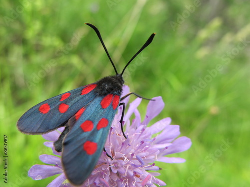 Plakat bezdroża natura kwiat motyl makro