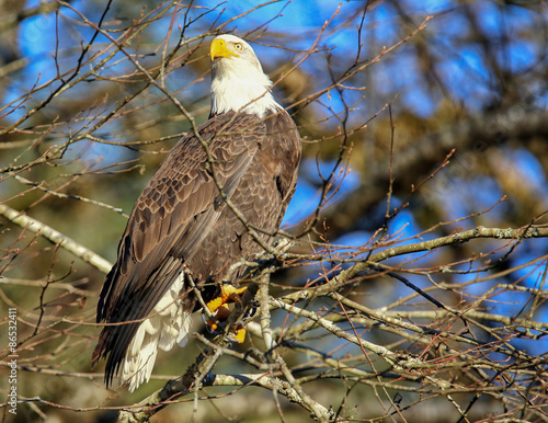 Plakat twarz natura dziki zwierzę amerykański