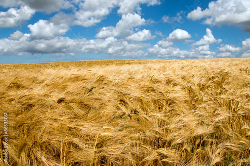 Obraz na płótnie pole natura lato