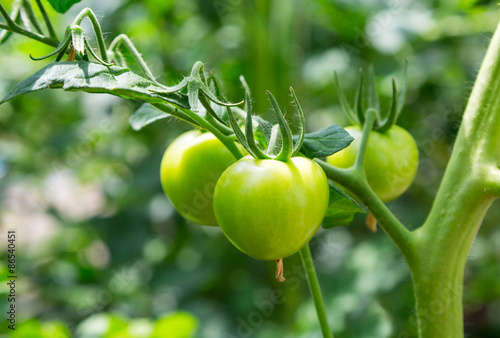 Naklejka owoc pomidor warzywo