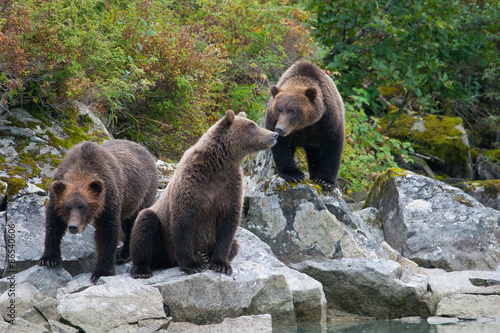 Plakat alaska ssak natura ameryka plaża