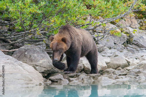 Obraz na płótnie natura fauna dziki