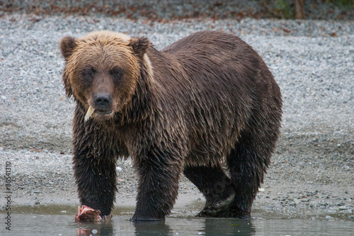 Naklejka alaska ssak ameryka fauna park