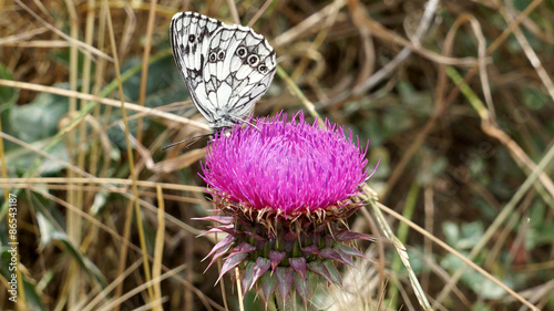 Fotoroleta motyl kwiat cierń rzep kutas