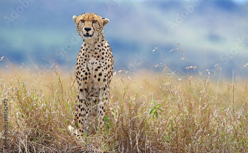 Plakat pejzaż trawa woda ssak gepard