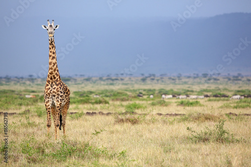 Obraz na płótnie safari dziki niebo narodowy trawa