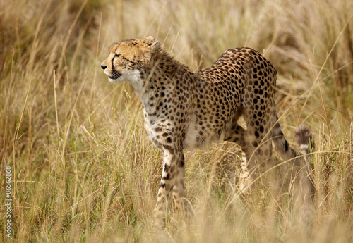 Fotoroleta dziki afryka bezdroża pejzaż ssak