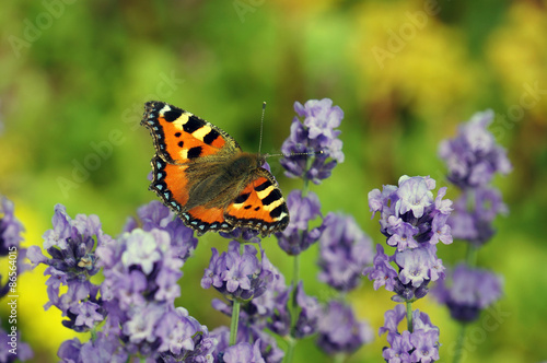 Fotoroleta motyl pole lato ogród