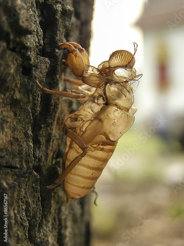 Fototapeta natura drzewa kawa