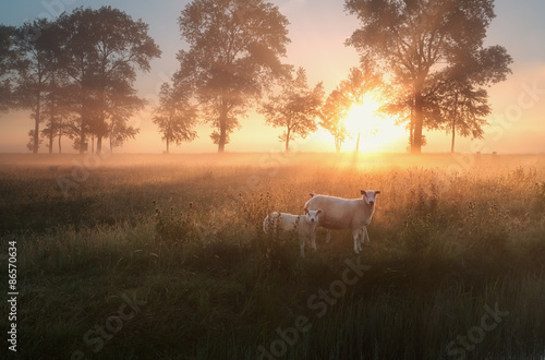 Plakat holandia niebo trawa wieś spokojny