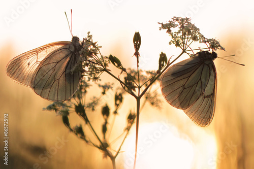 Fototapeta łąka lato kwitnący natura