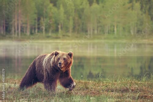 Fotoroleta lato zwierzę natura