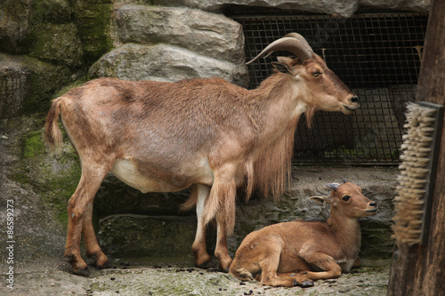 Fotoroleta fauna natura ssak